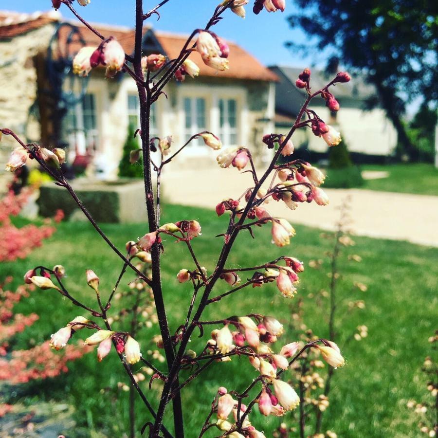 Mouchamps Le Petit Chateau Des Cedres المظهر الخارجي الصورة